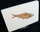 Knightia Fossil Fish - Wyoming #10849-1